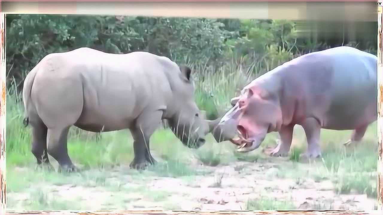 河马和犀牛水中大战结果让人大跌眼镜犀牛认怂了