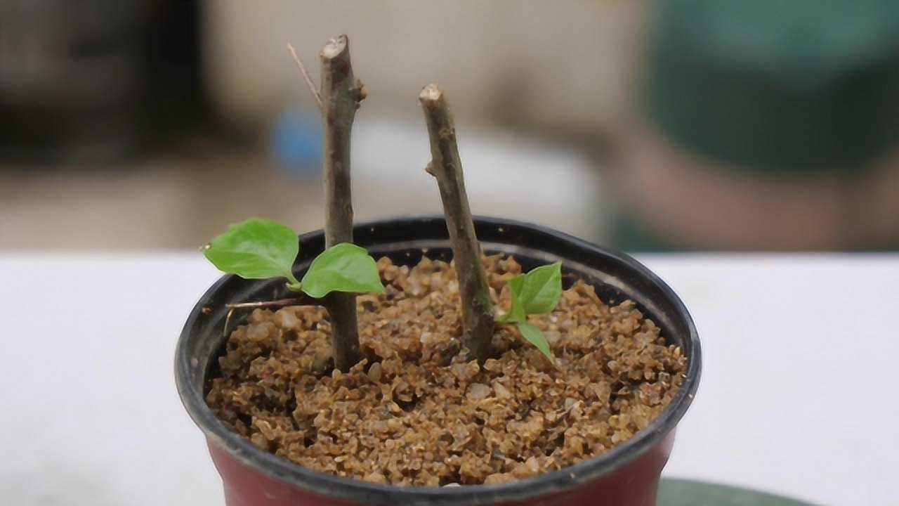 交作业:28天前扦插的三角梅,扦插2枝条,2条活