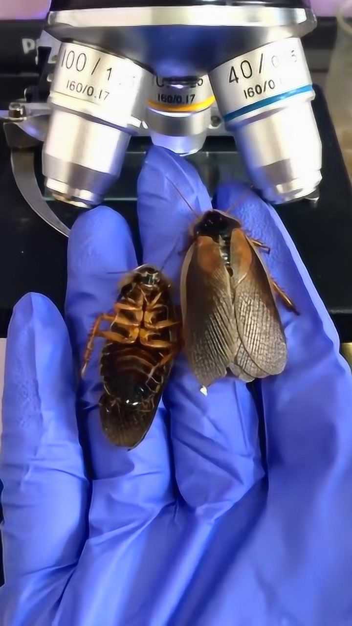 将蟑螂放在显微镜下放大,可怕的病原体就在它们的外壳上