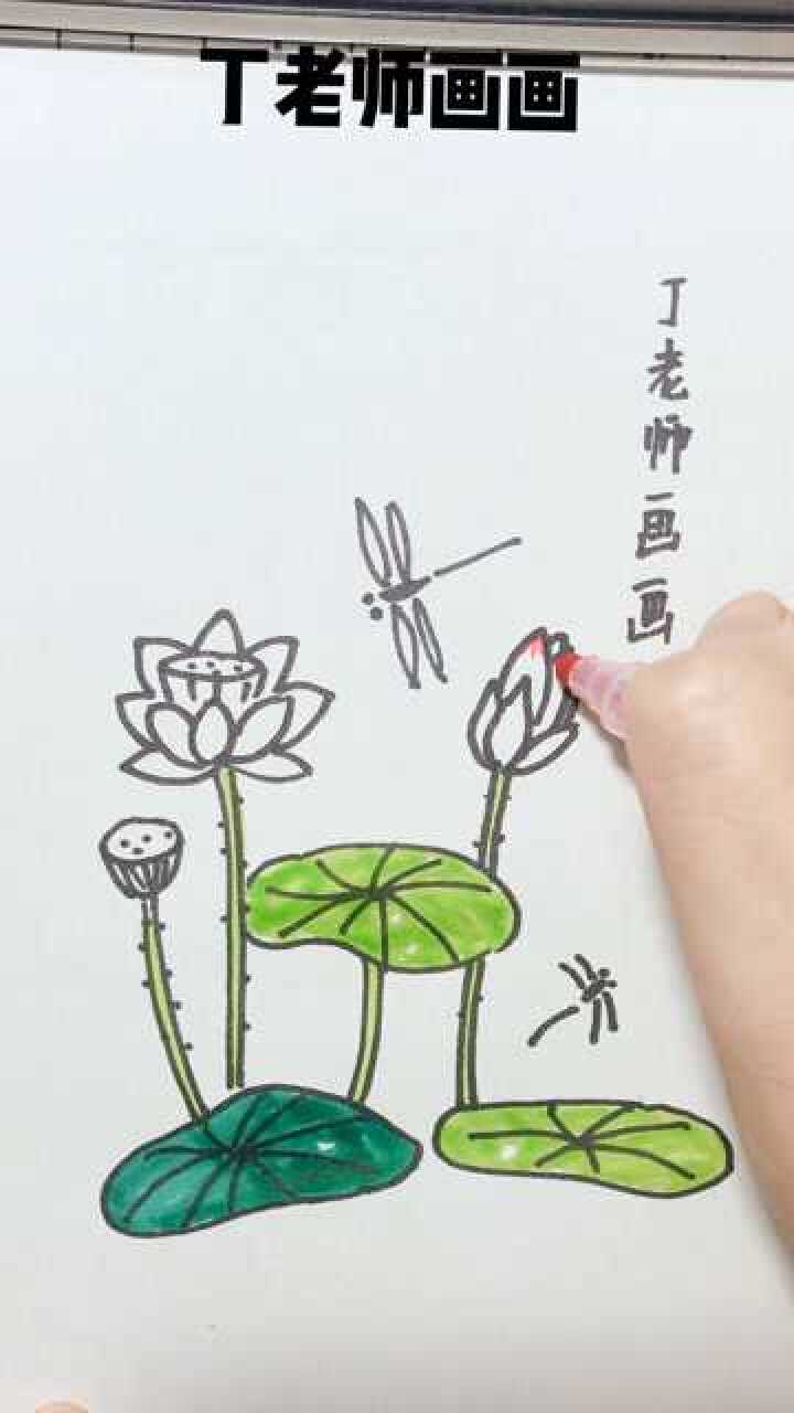 荷花美可以赏莲子清凉可以吃丁老师简笔画涂鸦教程的亲子时光