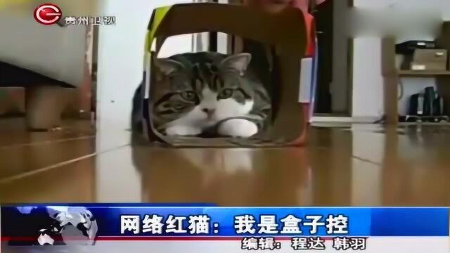 一只猫凭借自身特殊才能,走红网络,网友:萌我一脸血!