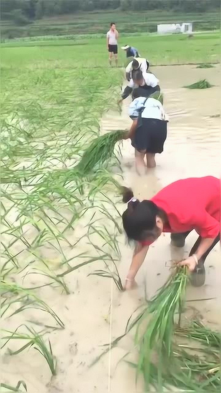 农村的美女穿着丝袜在水里插秧丝袜上都是泥水太任性了