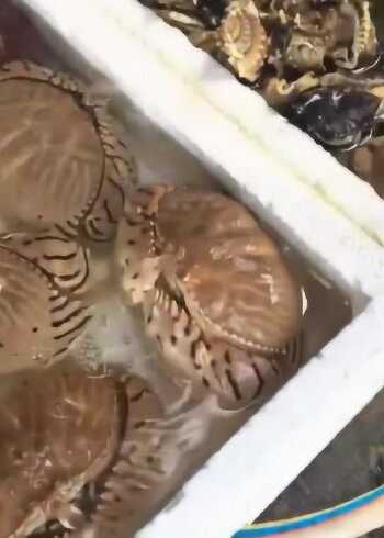 第一次见这种螃蟹,犹如抽水机一般,是来搞笑的吗