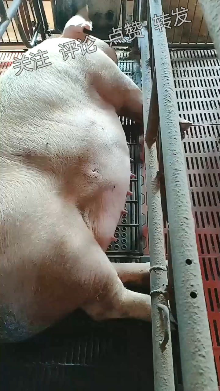 看看我家这头母猪肚子大不谁能猜到能下多少头