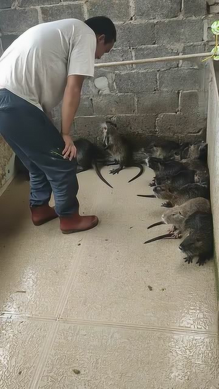 这家伙力气好大啊拥有猫的叫声老鼠的身材究竟是个什么品种