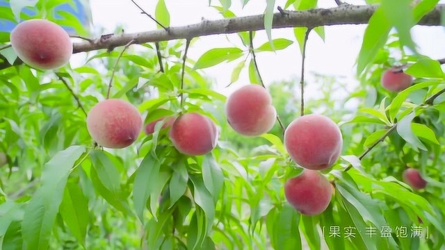 泾县桃花潭何家生态桃园