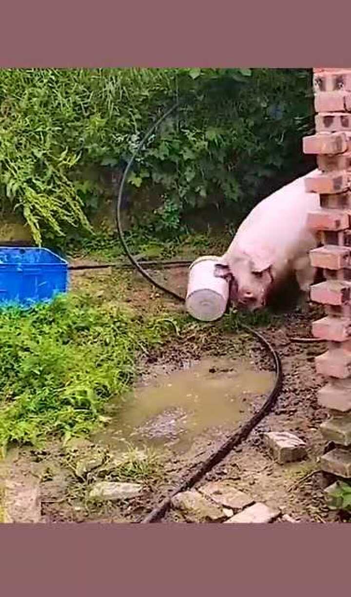 这头猪生气的样子像极了你女朋友生气的时候还是哄不好的那种