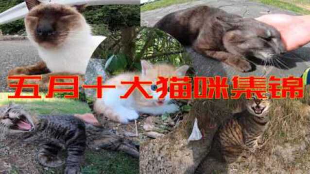 五月份十大印象最深刻的猫咪