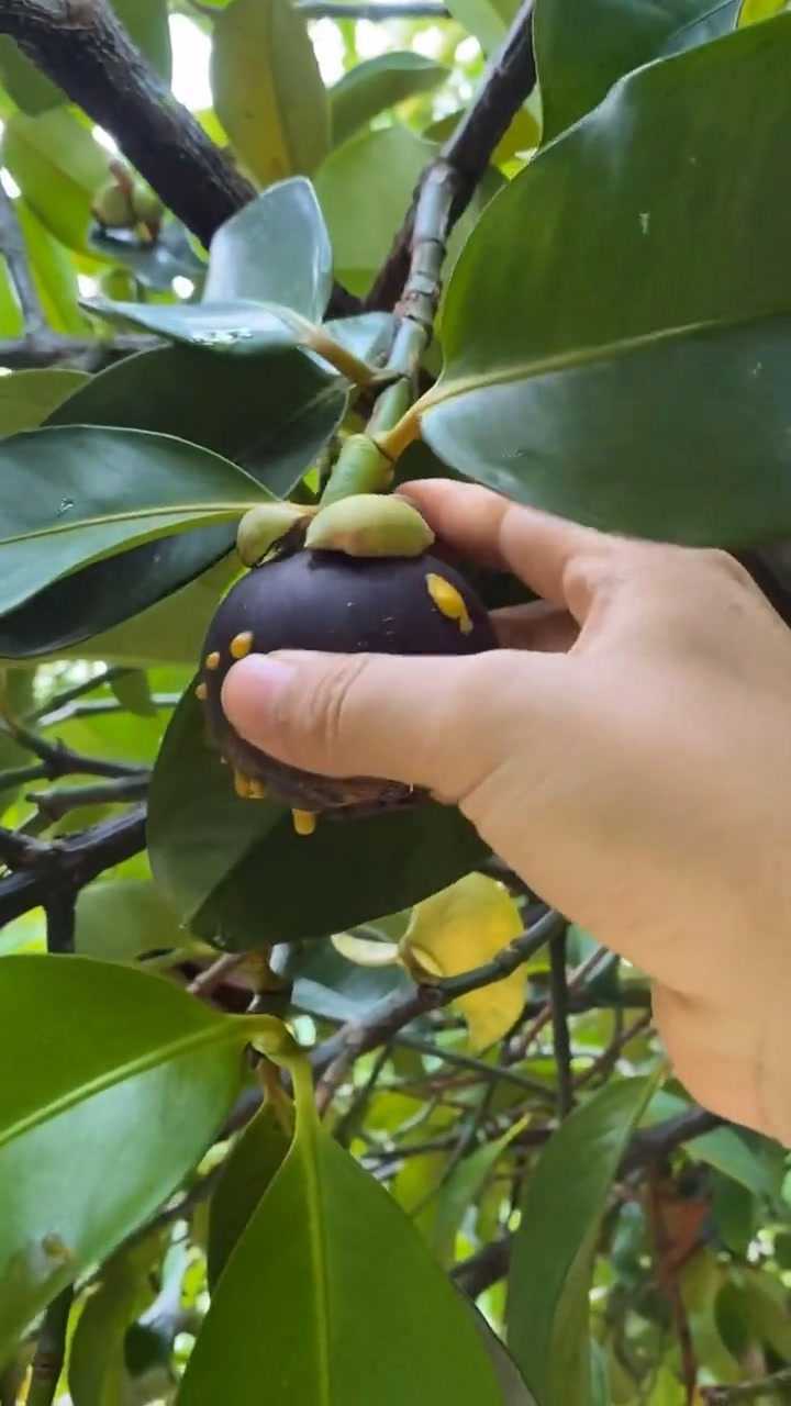 你们见过山竹怎么长的吗