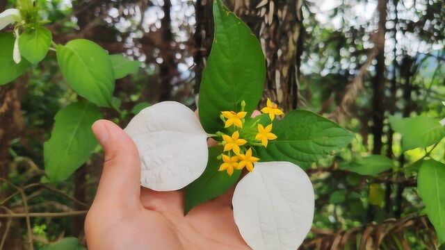 国家珍贵植物,不仅好看还有妙用,挖回家还能当盆景