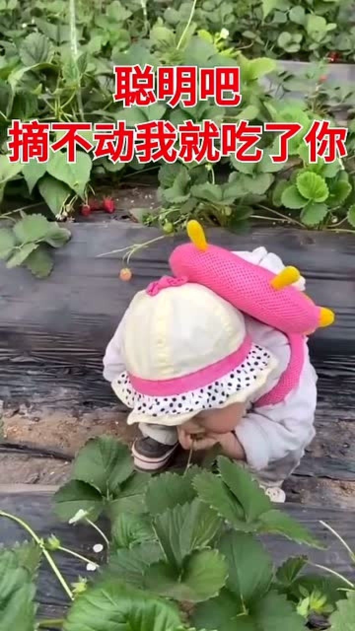 小朋友吃草莓表情包图片