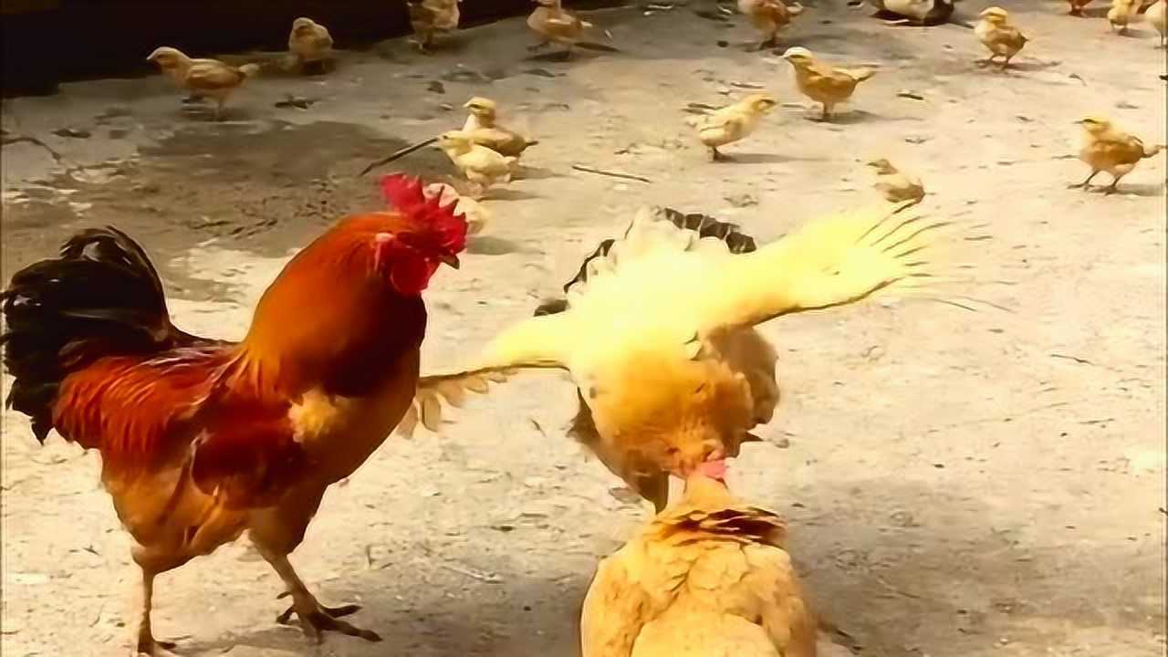 两只母鸡打架公鸡在旁边左右为难手心手背都是肉啊