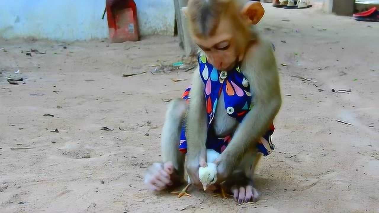 暴力小猴子把小鸡当玩具可怜小鸡被折磨得大叫真是太过分了