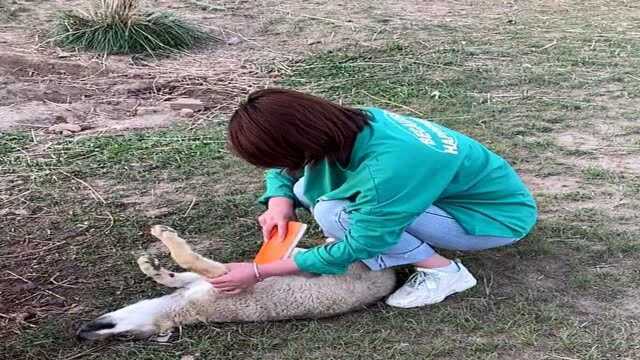 女孩给狼挠痒痒,舒服的小狼忘记自己姓啥了,殊不知它已中计