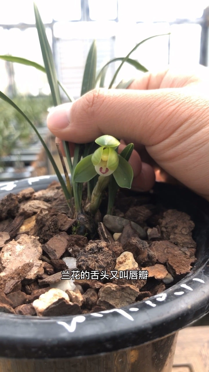 兰花舌头的9种形态_腾讯视频