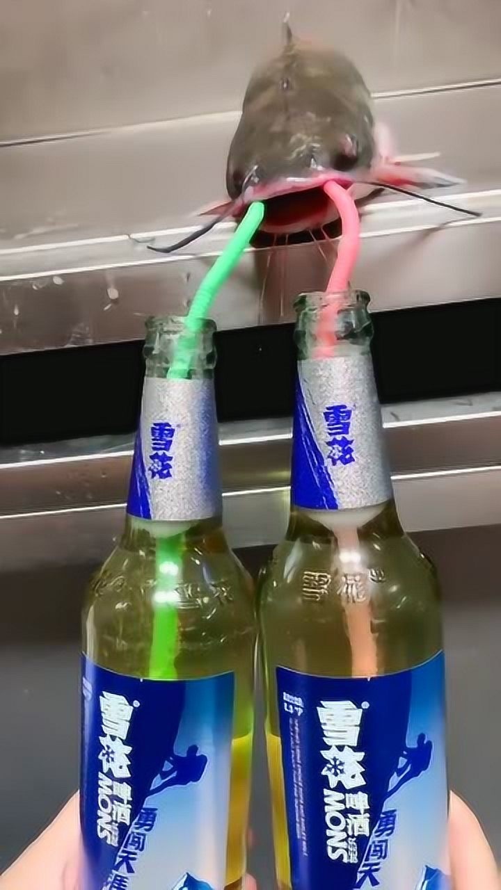 给它喝两口雪花啤酒接下来看到这一幕原谅我实在没忍住