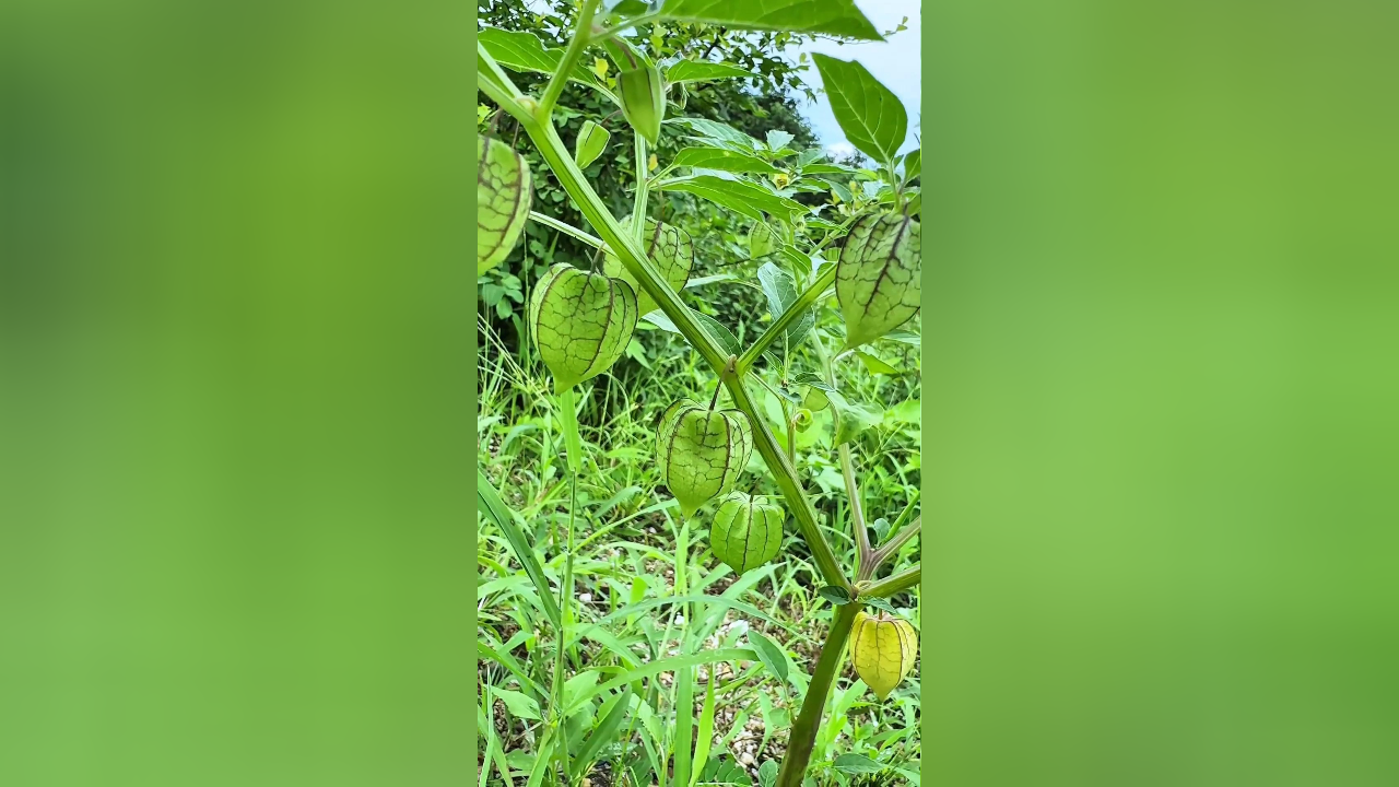 灯笼草学名"苦蘵",果实长得似灯笼而得名