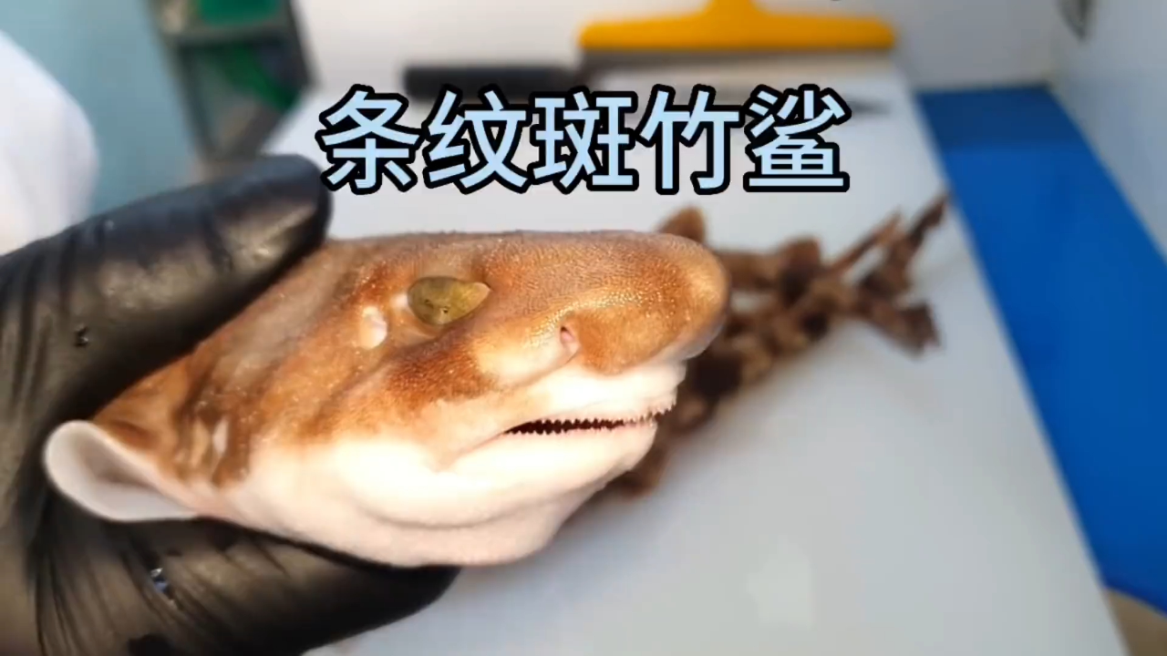 用鲨鱼做成的刺身你有吃过吗,这种是唯一一种肉质不会有酸性的鲨鱼,吃