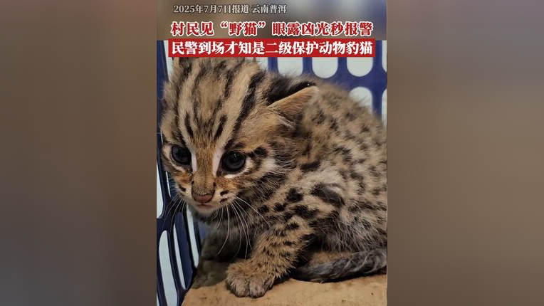豹猫,原产于亚洲的一种猫科动物,在中国也被称作山狸、野猫、狸子、狸猫、麻狸、铜钱猫、石虎,体型和家猫相仿,但更加纤细,腿更长,豹猫的窝穴多在树 ...