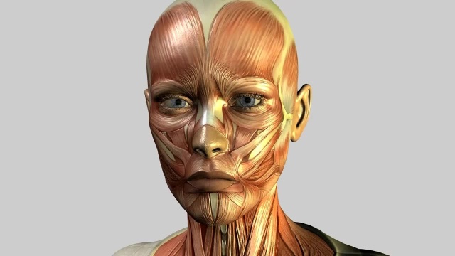 面部表情肌解剖图