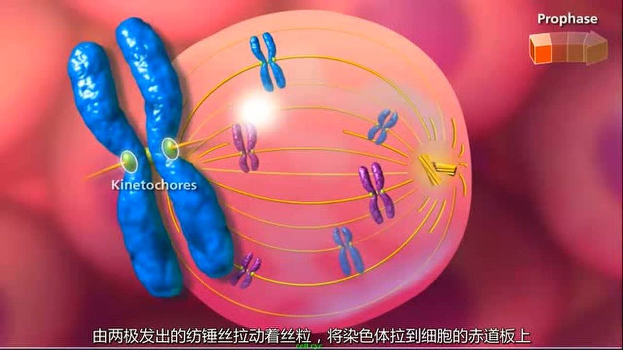 纺锤丝牵引_高清1080P在线观看平台_腾讯视频