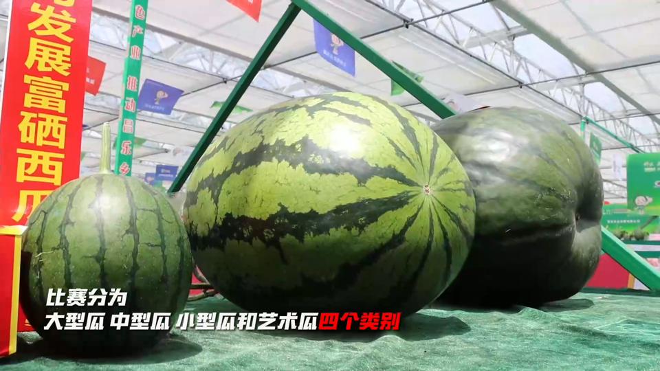 300多个西瓜新品种亮相昌乐西瓜节