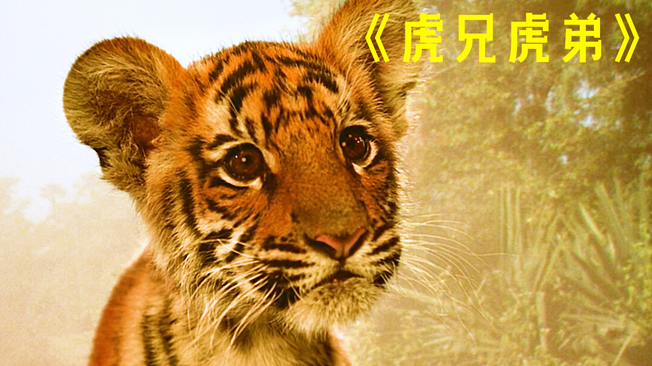 老虎的人性与人类的兽性《虎兄虎弟》