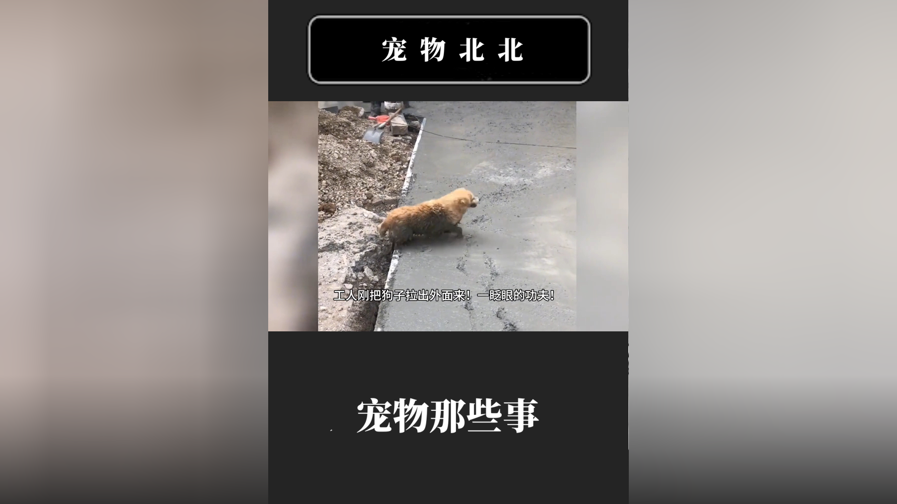 工地在施工,狗子非要踩在水泥地上