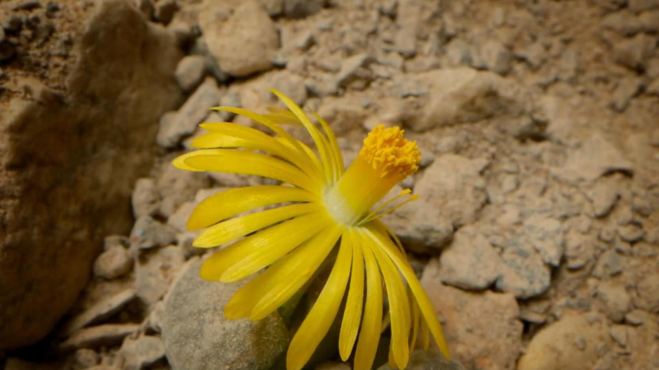 从石头缝里开出的花-生石花