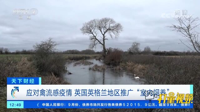 应对禽流感疫情:英国英格兰地区推广“室内饲养”