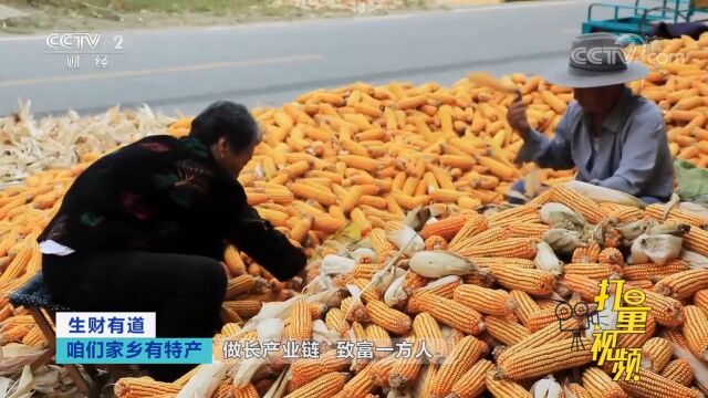 颗粒饱满、色泽金黄的玉米棒,是制作煎饼的上好原料