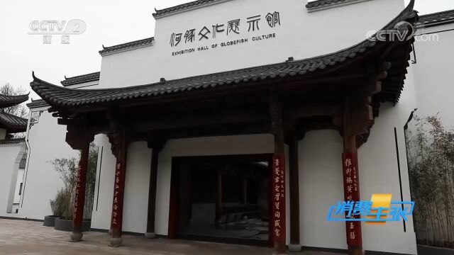 为了向各地食客展示河豚文化,她创建了河豚文化馆