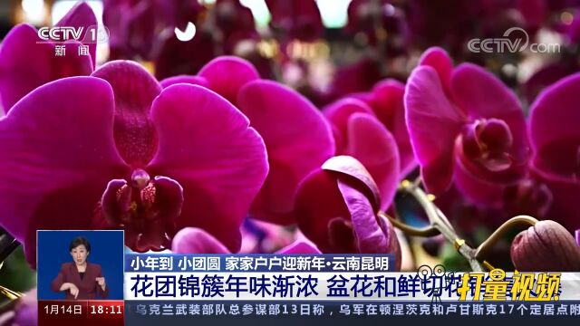 昆明:花团锦簇年味渐浓,斗南花市盆花和鲜切花销售火爆