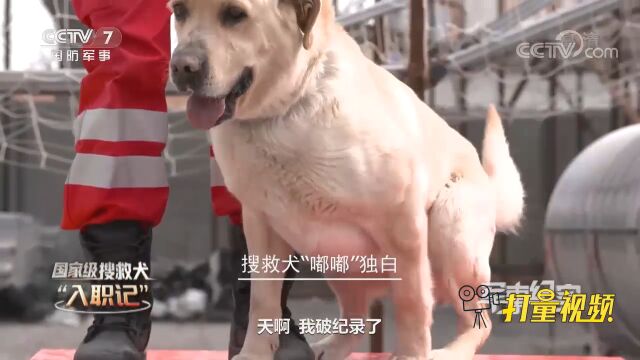 打破搜索纪录!“嘟嘟”获得搜救犬综合演练冠军