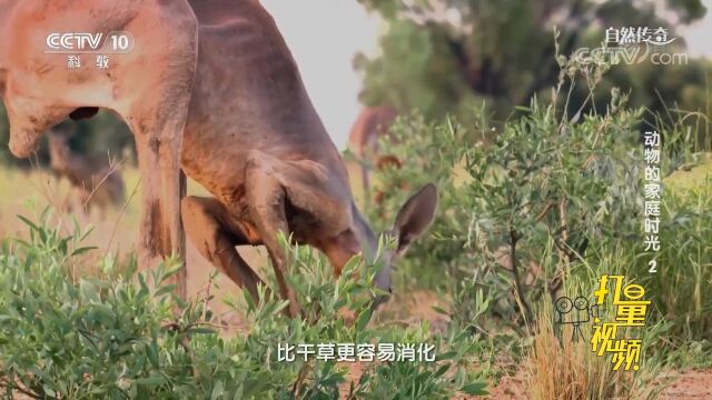 在四种陆地袋鼠中,东部灰袋鼠是最挑剔的!来了解一下