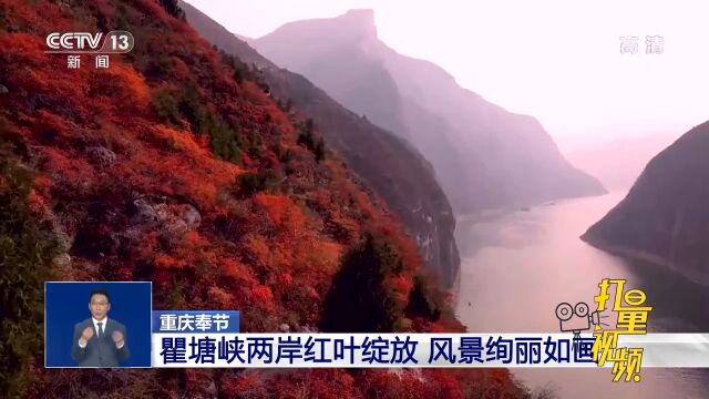 重庆奉节:瞿塘峡两岸红叶绽放,风景绚丽如画