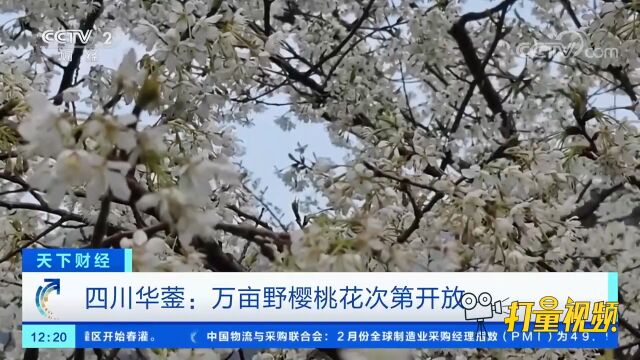 四川华蓥:万亩野樱桃花次第开放