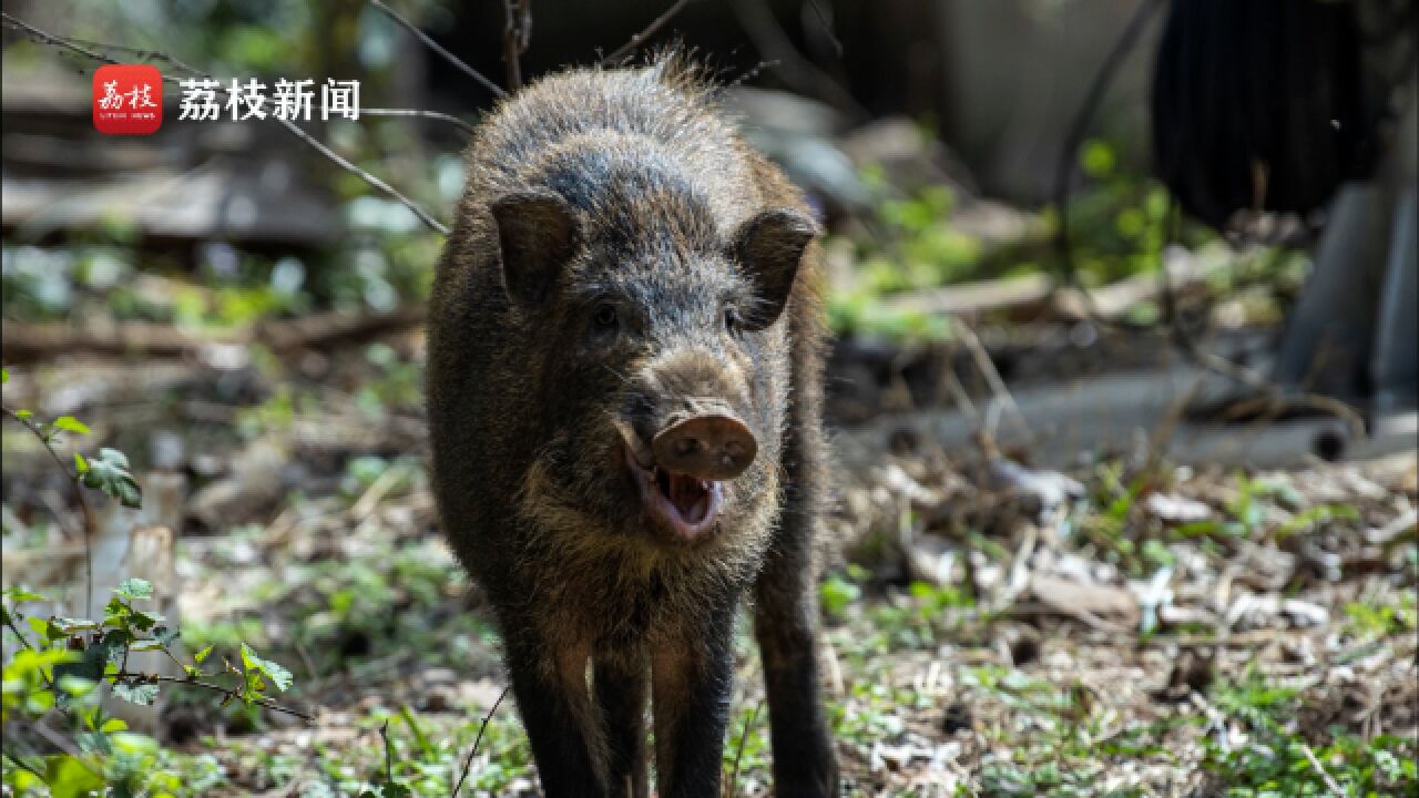 南京老山野猪图片