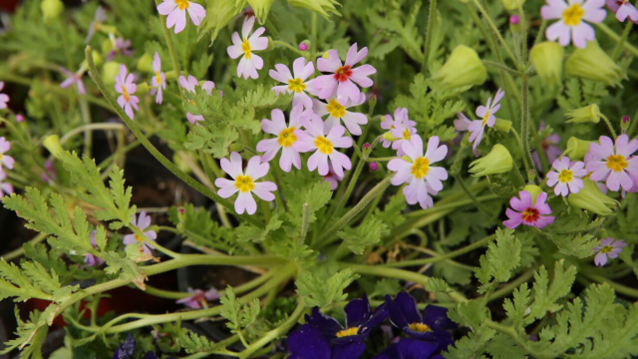 濒危植物陕西羽叶报春:曾消失百年,今再度盛开