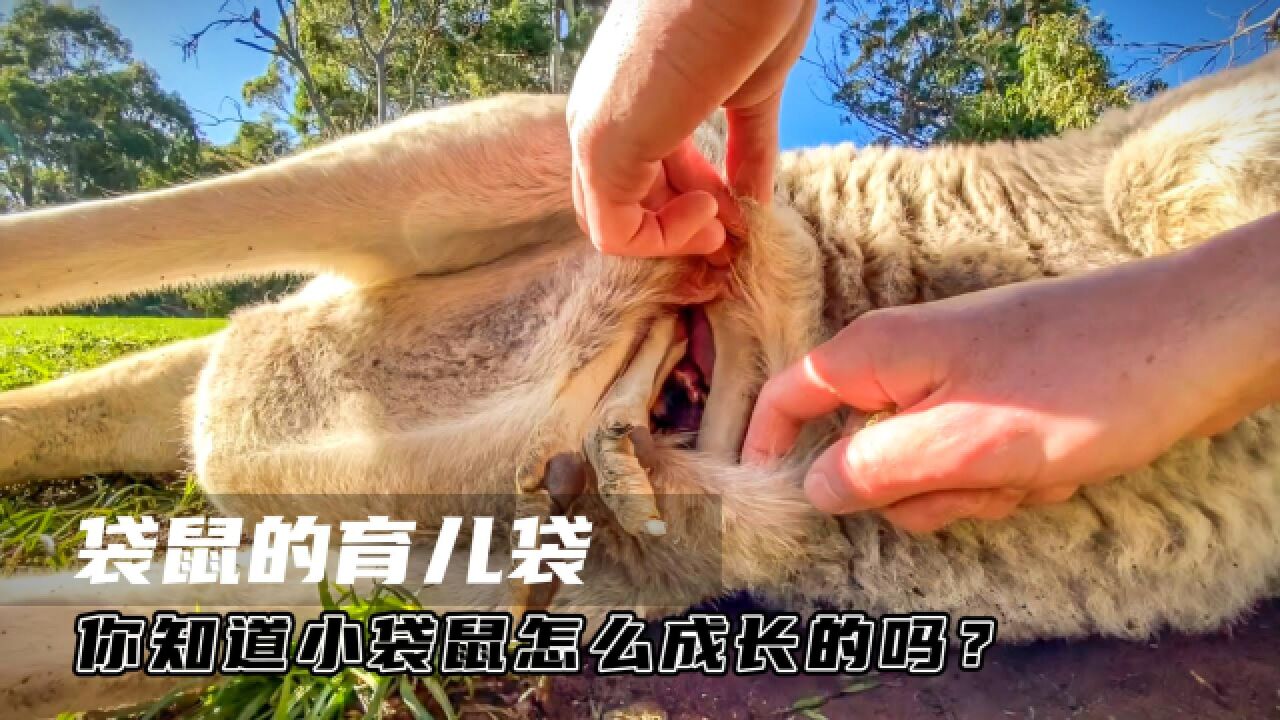 袋鼠妈妈的育儿袋,小袋鼠吃喝拉撒全在育儿袋中,还需要定时清理