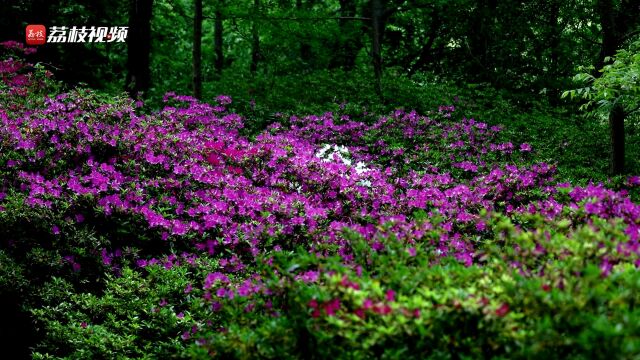 一声啼处满山红!镇江南山杜鹃盛放漫山遍野姹紫嫣红