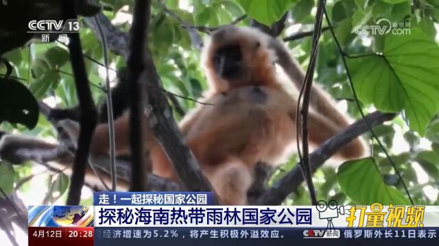 走!一起探秘海南热带雨林国家公园