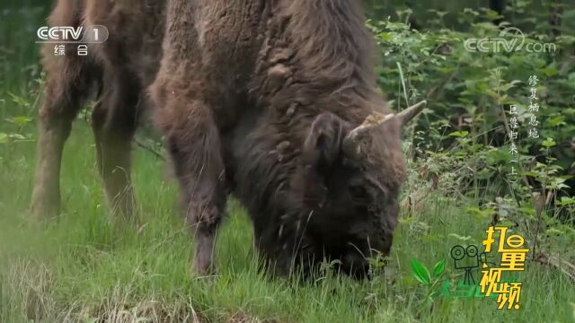 喀尔巴阡山脉有60多头欧洲野牛,它们的存在,让各种动物受益匪浅