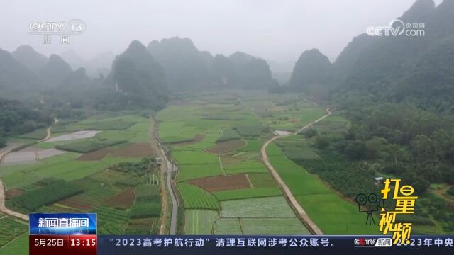 玉林:枸杞叶进入丰收季,菜农抓紧时间收割,现场一派忙碌景象