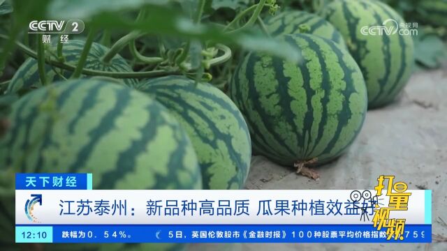 江苏泰州:新品种高品质,瓜果种植效益好