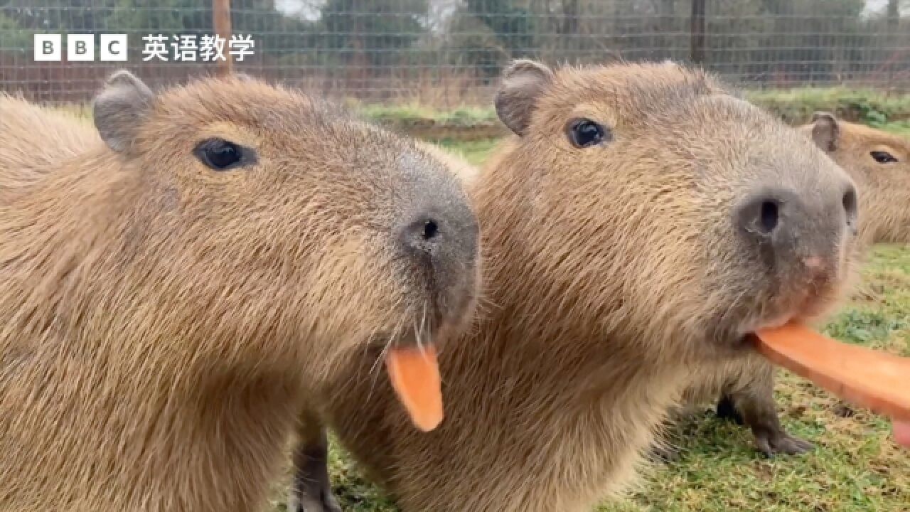 bbc英语大破解:capybaras 水豚成为网红明星
