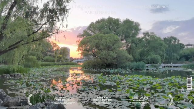 初夏傍晚如行画中的紫竹院公园