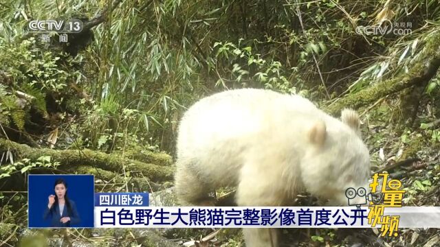 四川卧龙:白色野生大熊猫完整影像首度公开