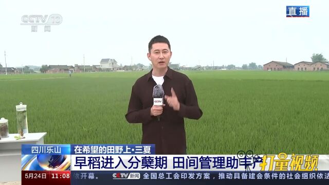 四川乐山发展特色农业,采用水稻药材轮作模式,增加农民的收益