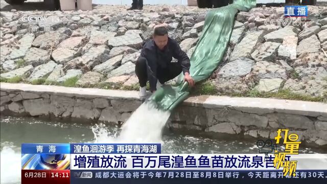 青海:救护中心人工增殖放流,将百万尾湟鱼鱼苗放流泉吉河